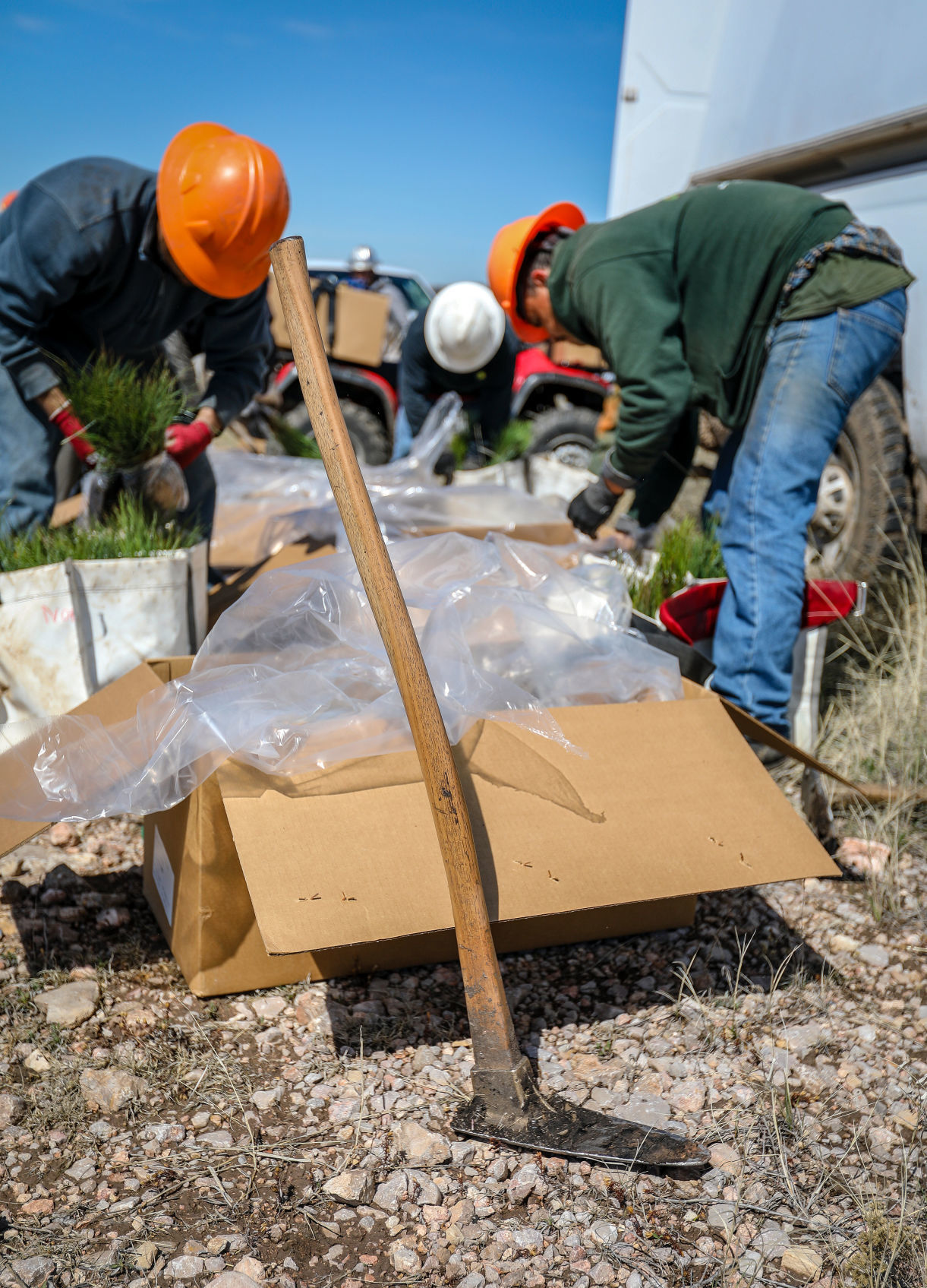 Jasper Fire Tree Planting